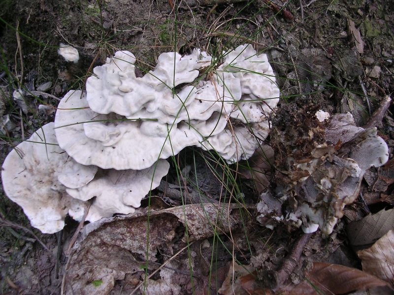 Phellodon confluens :  tornato